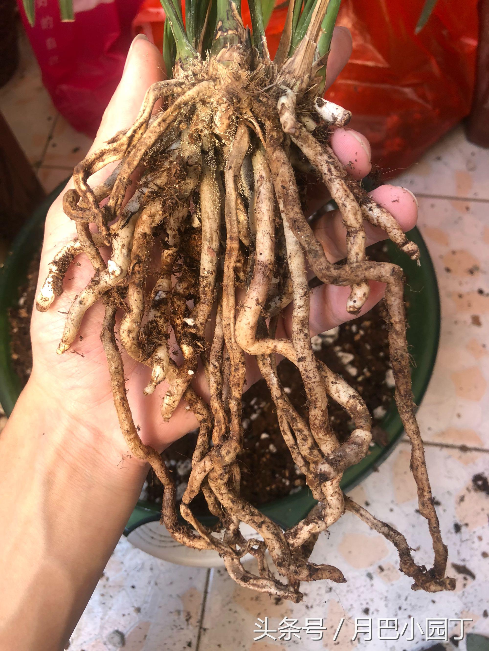 兰花分盆注意事项和手法,兰花翻盆注意什么细节问题