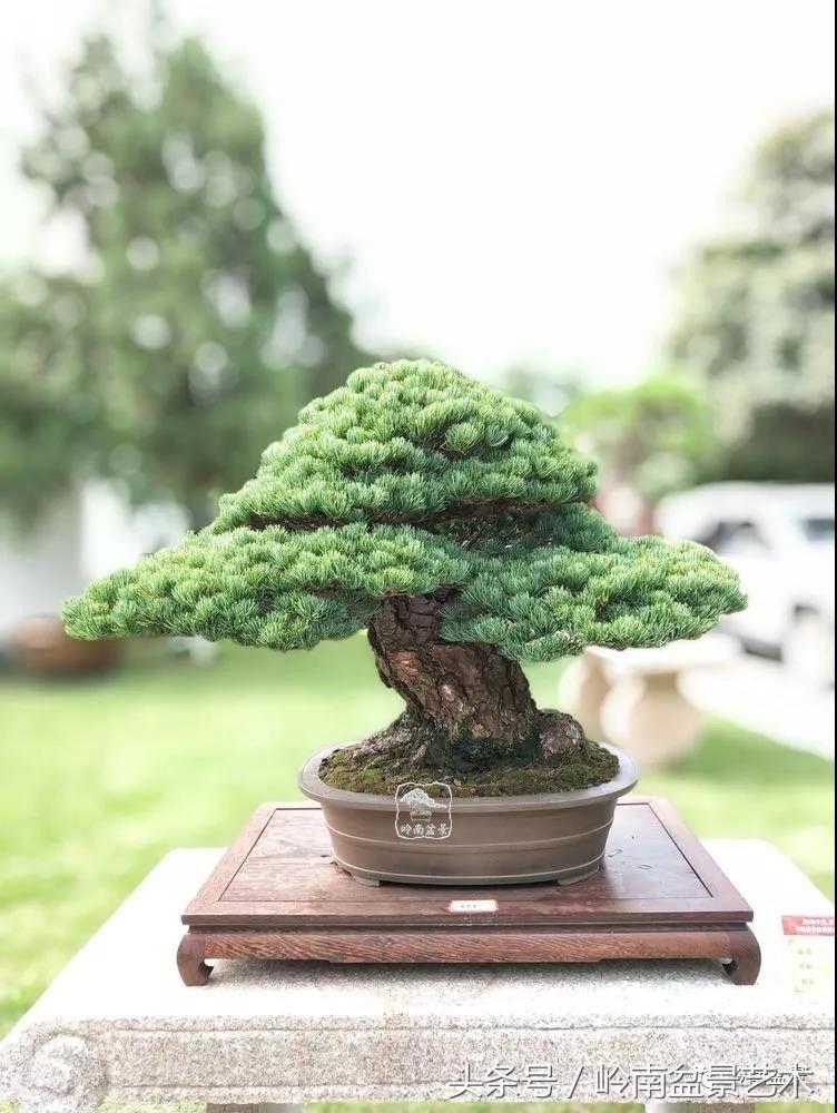 百年精品流苏老桩盆景,精品南天竺盆景