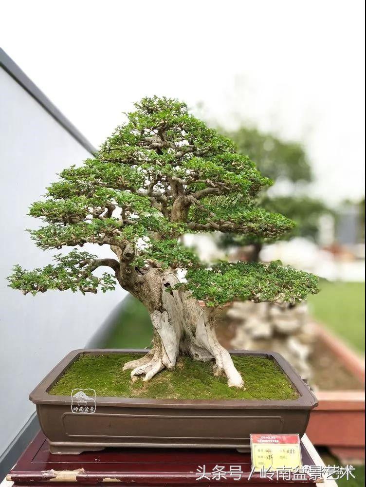 百年精品流苏老桩盆景,精品南天竺盆景