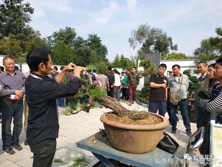 百年精品流苏老桩盆景,精品南天竺盆景