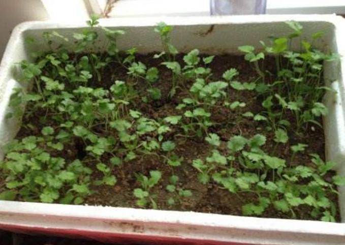 想要种出好香菜一定要注意这六点,香菜种起来手把手教您种香菜