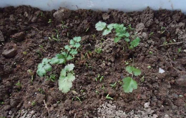 想要种出好香菜一定要注意这六点,香菜种起来手把手教您种香菜