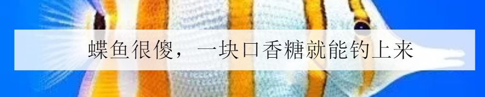 2020cips长城杯世界大赛,2023cips长城杯世界特别组锦标赛