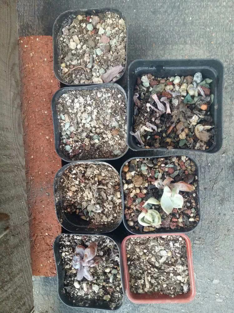 命运多舛，痴迷淡然，肉坚强们逆袭在秋天！