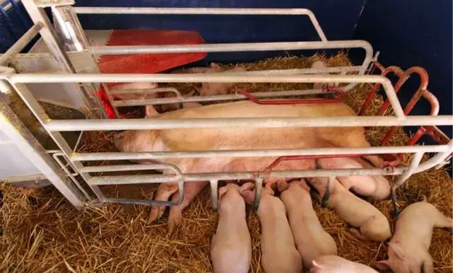 猪场仔猪拉稀,仔猪拉稀呕吐用什么中药好