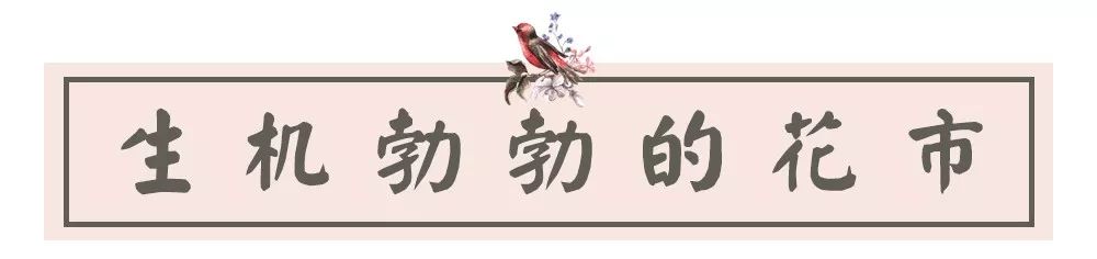 夫子庙花鸟鱼虫市场回忆,夫子庙花木鱼虫市场