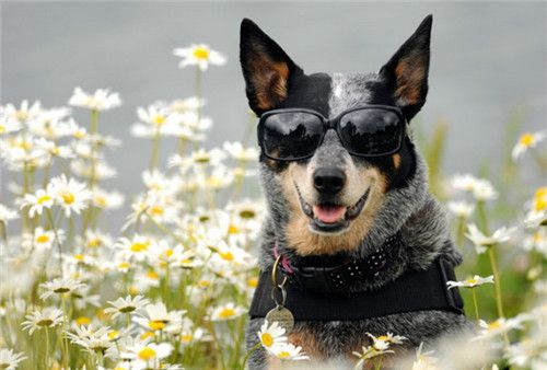 6岁小男孩被疯狗咬伤仅13天离世，专家建议：狂犬疫苗越早打越好