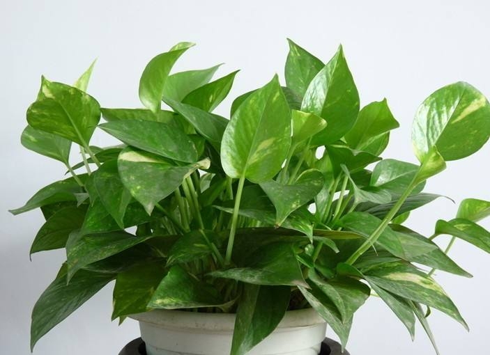 绿萝叶子发黄快速补救方法水养的,绿萝文竹总发黄1招让它绿油油
