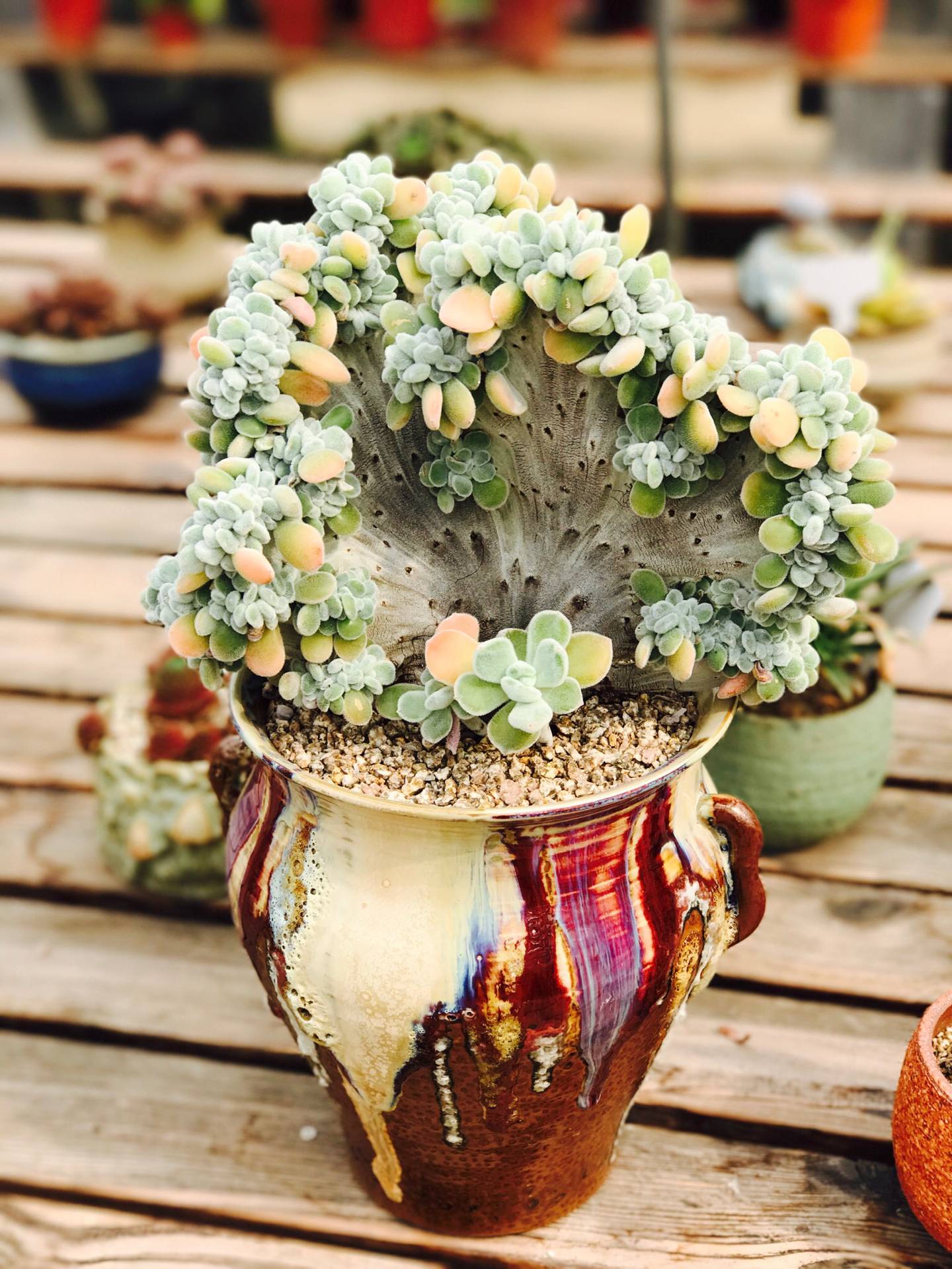 都是哪些人在玩和平精英,都是哪些人在玩金铲铲呀