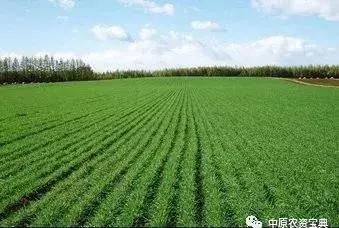 今年小麦播种晚扎根不好怎么办,秋播麦种