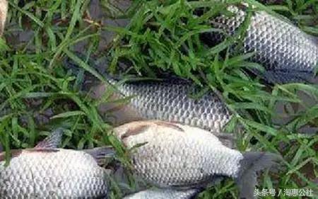 鲫鱼怎么钓才不动,鲫鱼野钓方法与技巧