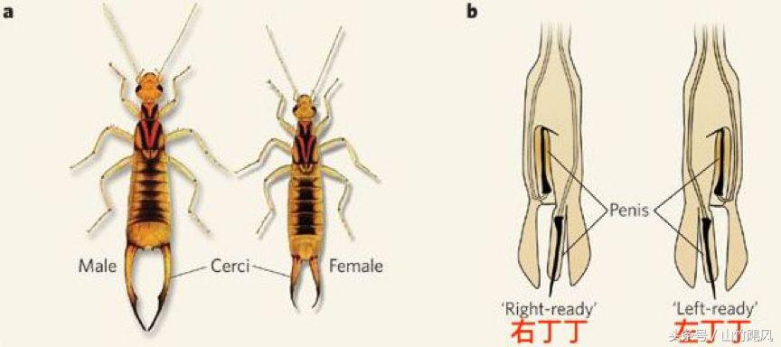 科学研究男性特征,科学认识男性生理问题