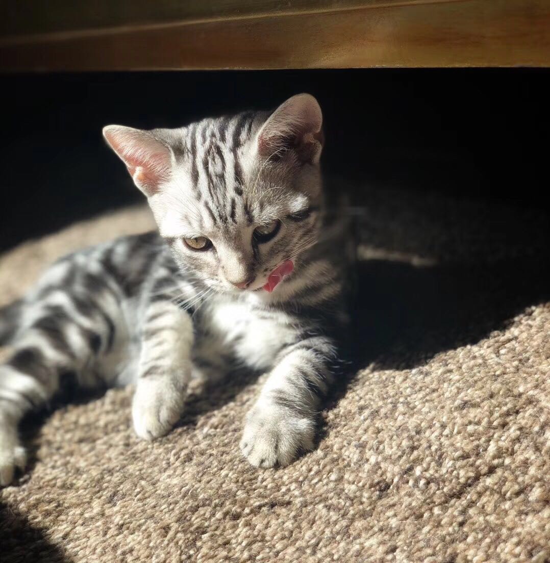 美短虎斑猫一窝,美短虎斑猫的日常