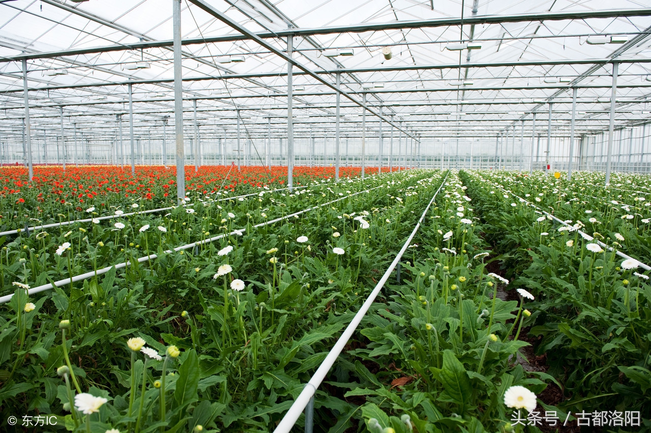 无花果适合什么时间种植,无花果什么时候种植最好