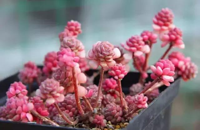 多肉煤烟病用多菌灵有用吗,多肉黑霉病喷多菌灵好用吗