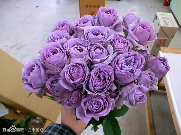 蓝紫色月季品种,39种紫藤品种