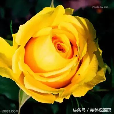 十一送鲜花,十一朵玫瑰送朋友