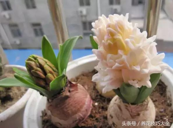 风信子种球发霉了怎么补救,刚买回来的风信子种球怎么处理