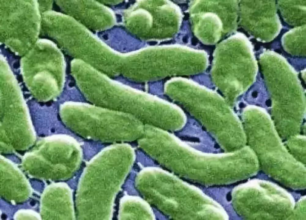 被鲈鱼背鳍扎了一下手指发肿,被鲈鱼扎了手指没流血能感染吗