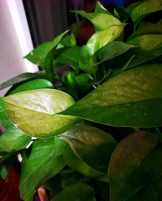 绿萝黄叶了该施什么肥,绿萝黄叶的原因及解决方法