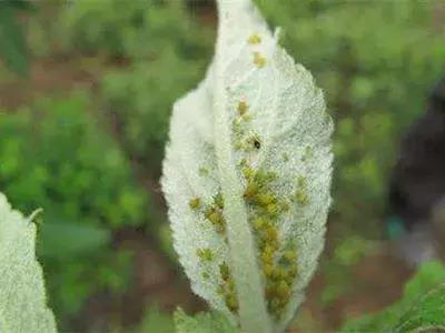 不用农药怎样消灭蔬菜上的蚜虫,蔬菜蚜虫和白粉虱用什么杀虫剂