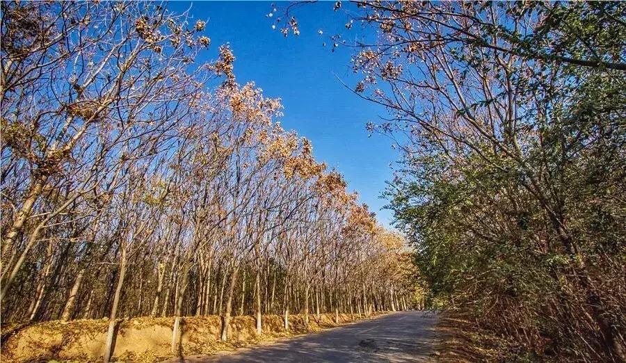 郑州足球小镇有真草足球场吗,郑州足球小镇现状