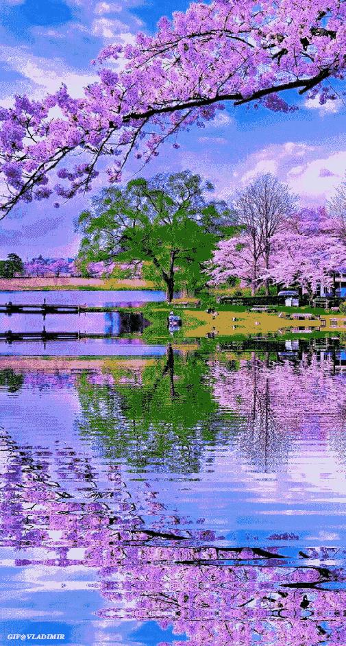 会动的美丽的图片,会动的照片绝美