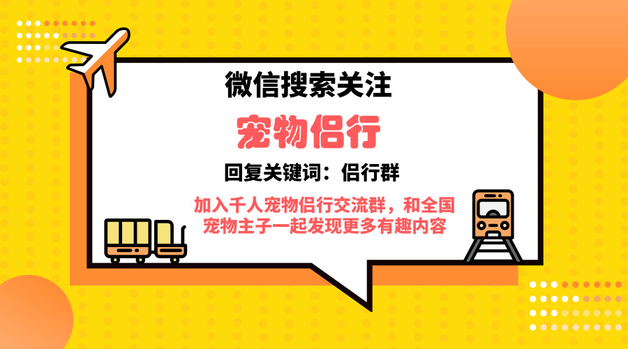 萨摩耶犬怎么判断纯种,纯种萨摩耶犬怎么辨别
