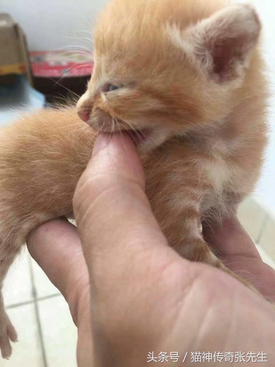 怎么人工喂小猫崽,如何人工喂猫