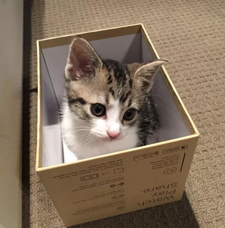 又想骗我养猫了是什么梗,又想骗我养猫的图片