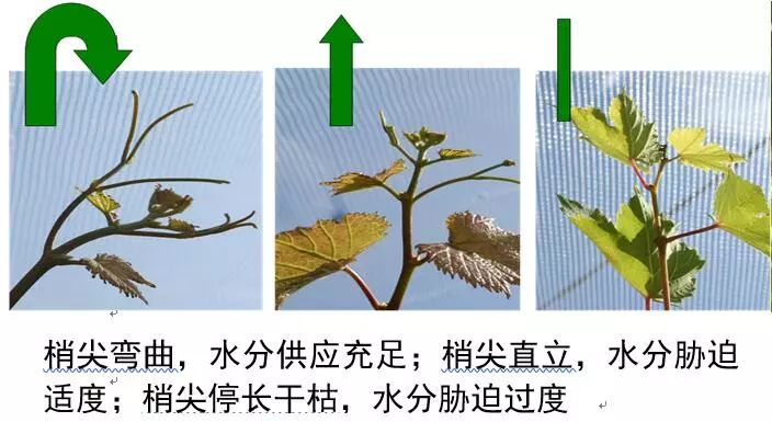 葡萄转色技术视频教程,葡萄转色期有什么禁忌