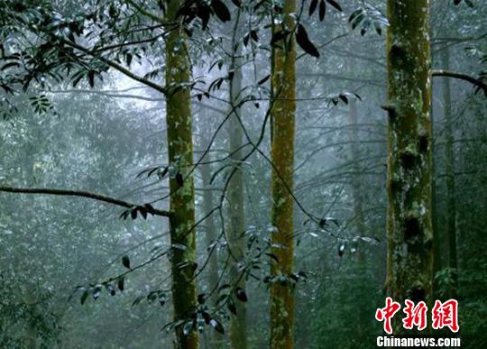 龙门南昆山森林公园,龙门南昆山森林氧吧