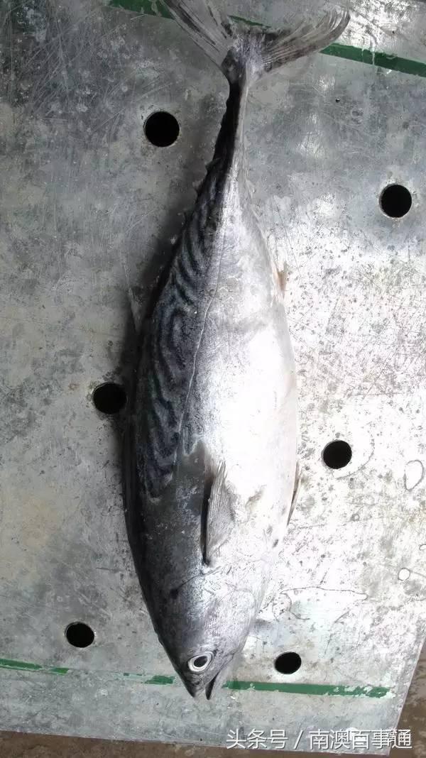 潮汕说的熟鱼和巴浪鱼有什么区别,巴浪鱼只有闽南粤东才有吗