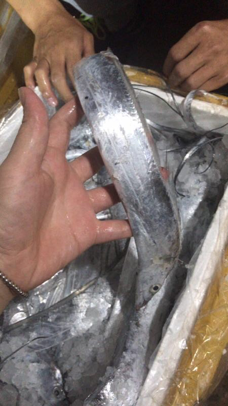 游客去舟山怎么买海鲜,舟山小白海鲜