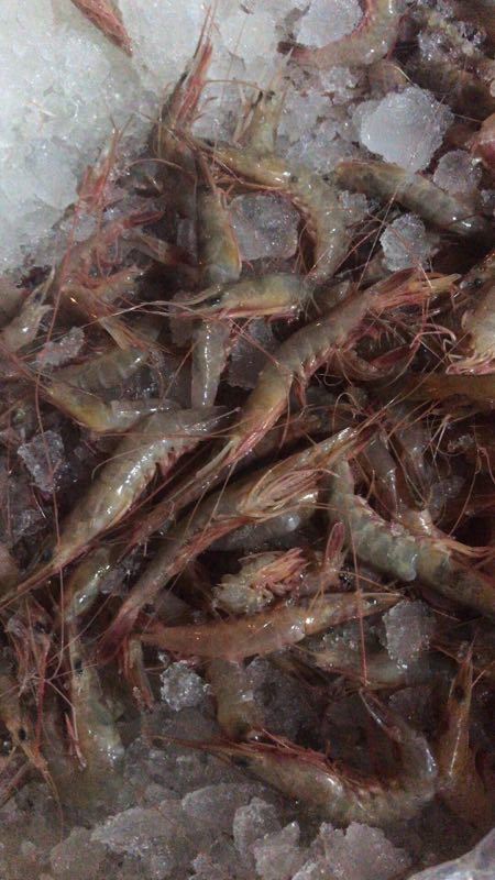 游客去舟山怎么买海鲜,舟山小白海鲜