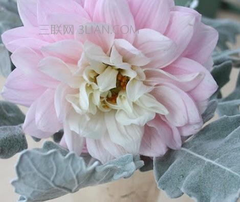 插花初学者马蹄莲插花指南,插花教程新手入门简单