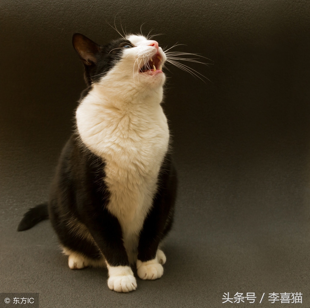 猫咪太凶不让剃毛怎么办,猫咪太温柔怎么让它凶一点