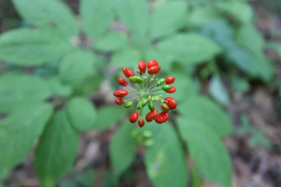 保健酒行业如何破局,保健酒升级方法