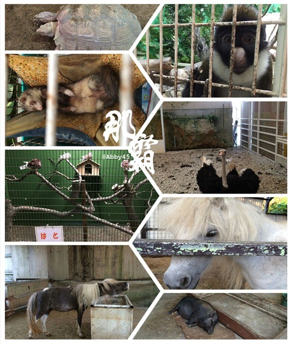 神奇了，在日本那霸这个有名的店你去买鸡蛋，却逛了个真动物园