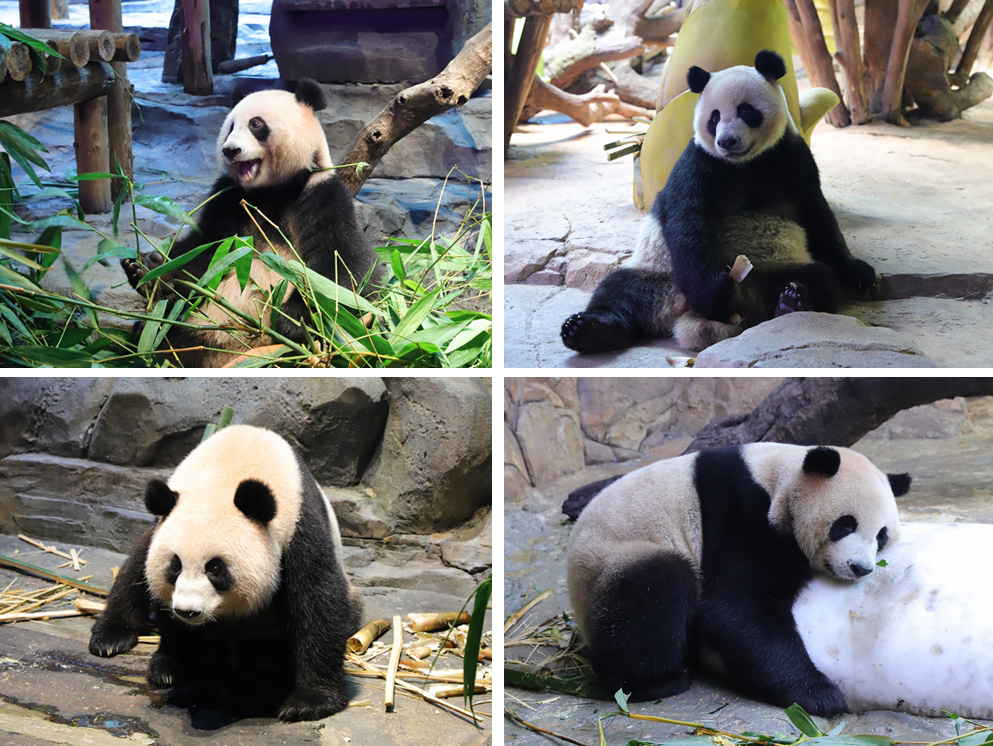 去广州长隆不住景区攻略,春节广州长隆不住园区怎么玩