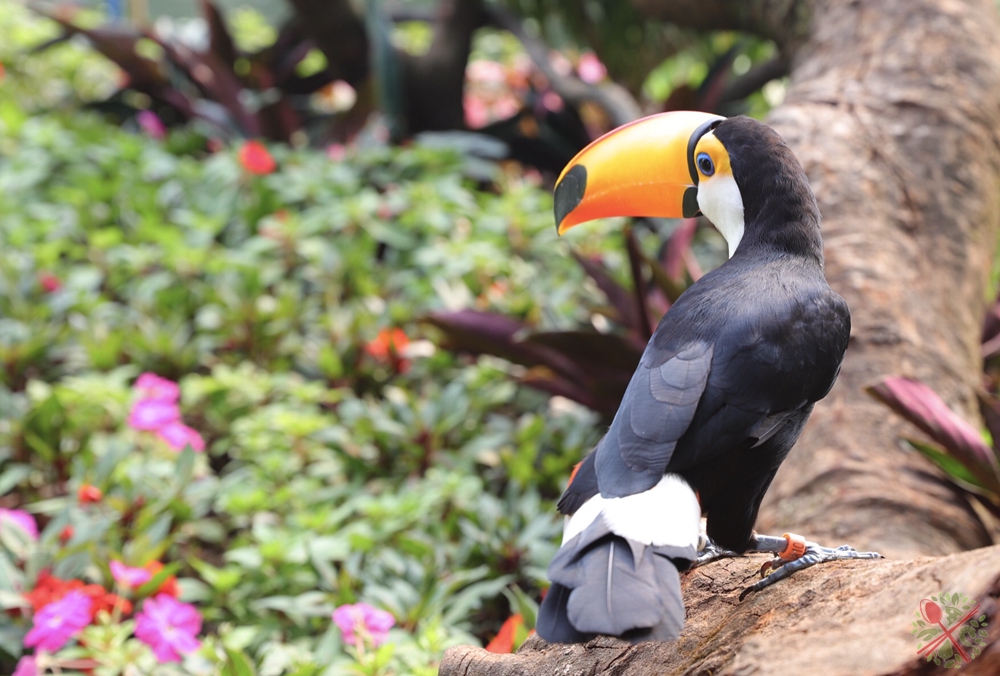 广州长隆4大乐园几天可以耍完,广州长隆野生动物世界国庆门票