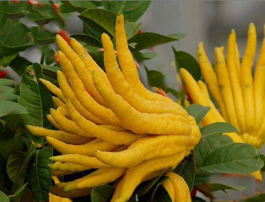 中药材佛手柑批发价格表,中药材干佛手柑多少钱1斤