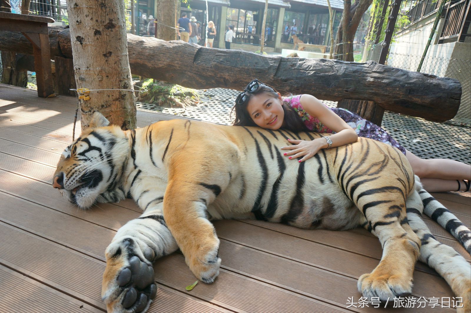 网友在泰国和老虎合影经历,泰国可以和老虎拍照的地方