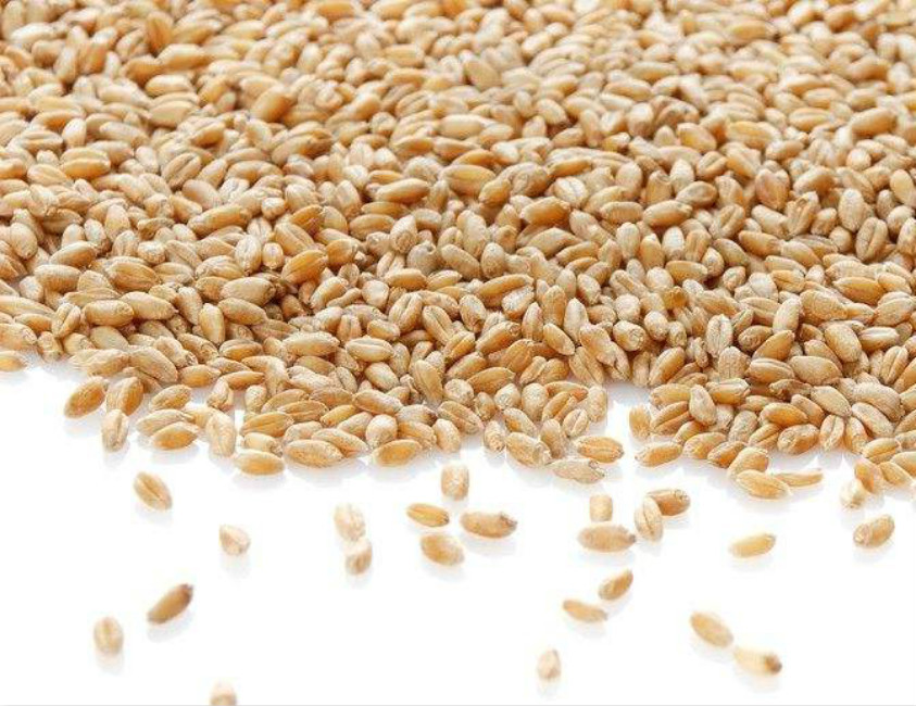 用麦子来钓鱼，效果不逊于“素饵之王”