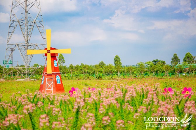 第一次采摘火龙果的体验,高明采摘火龙果