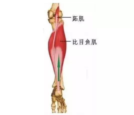 小腿前侧肌肉损伤多久可以好,运动时小腿肌肉损伤怎么治疗