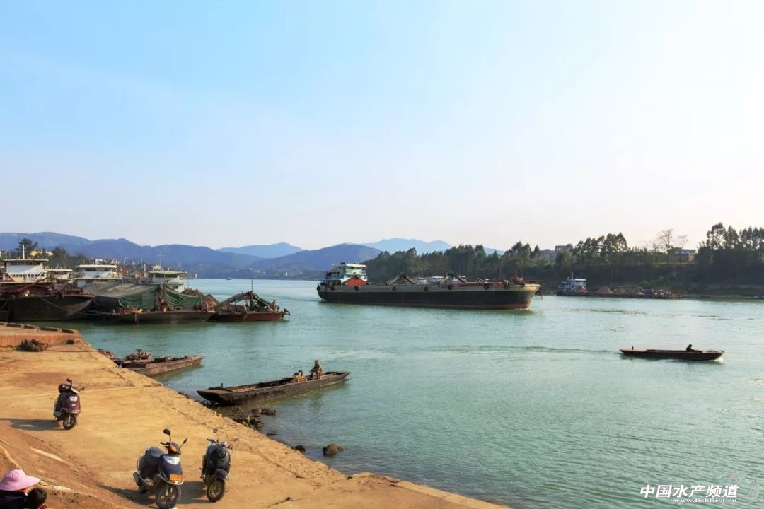 最好吃的生鱼片排名,十大顶级刺身生鱼片