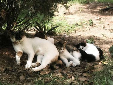 什么？师大的小动物过节了？（内含惊喜）