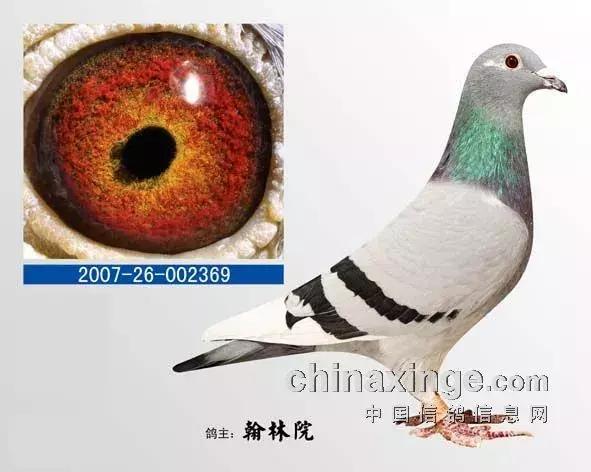 凸背鸽种鸽视频,凸背鸽价格表