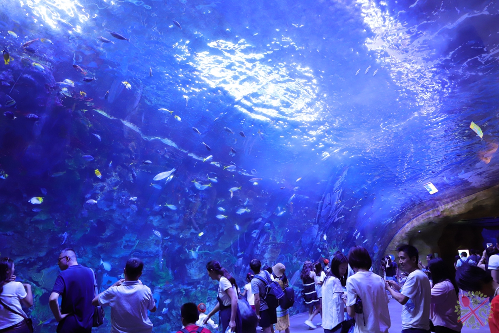 珠海长隆海洋王国企鹅三天两晚,珠海长隆海洋王国企鹅北极熊